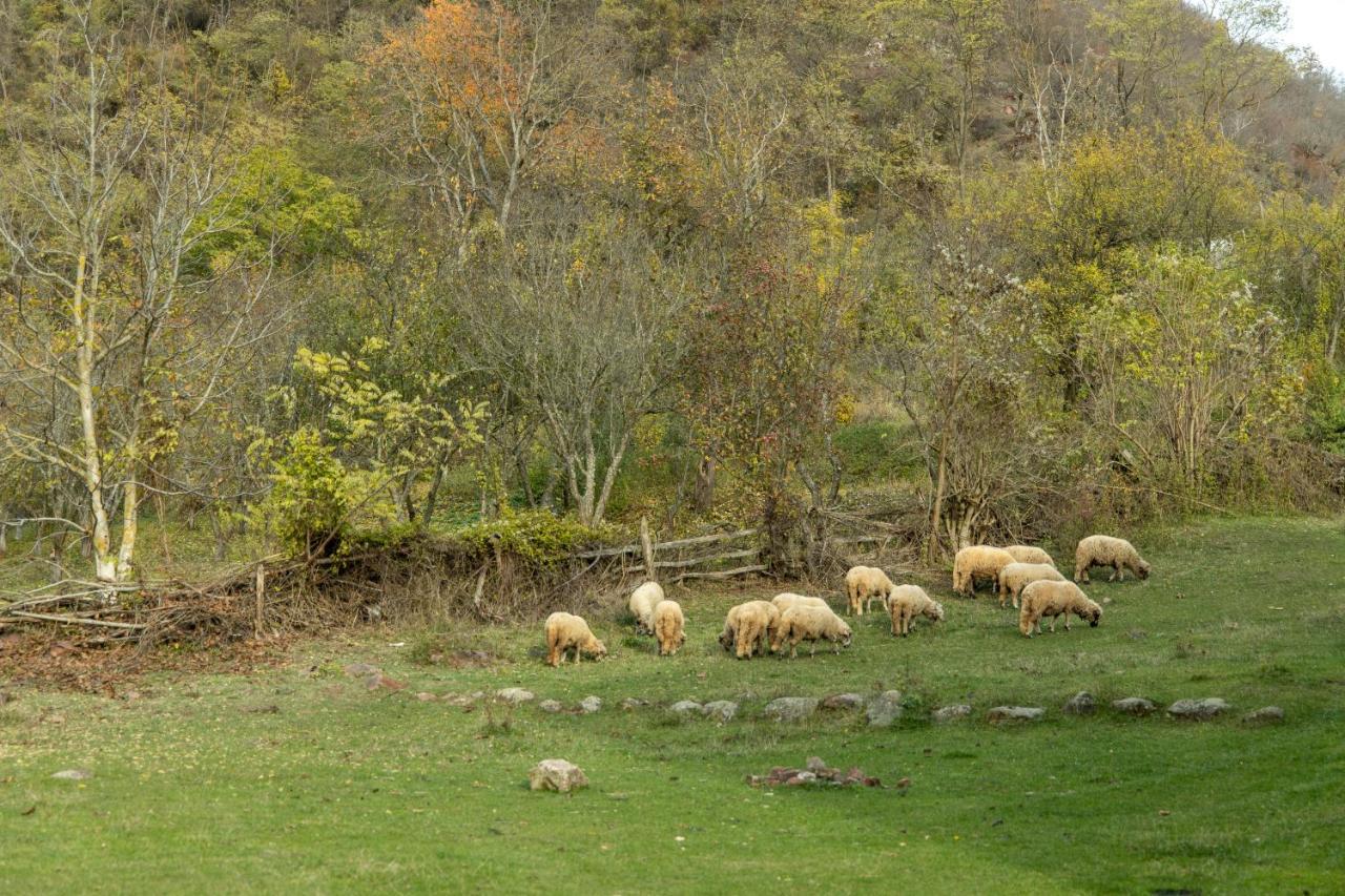 Kuca Stojanovica Topli Do Pirot Dış mekan fotoğraf